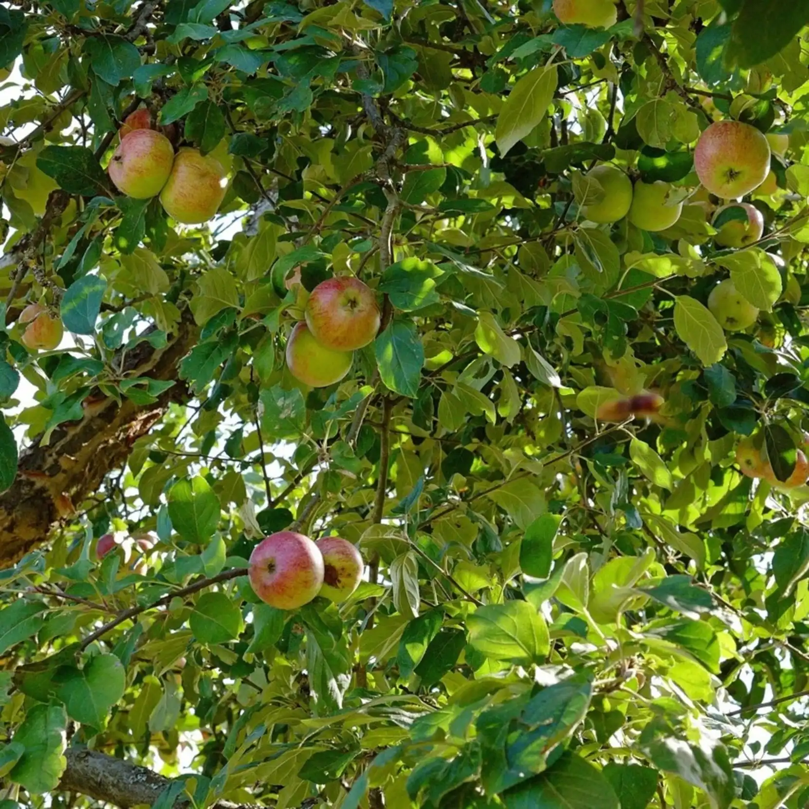 Obstbaumschnitt